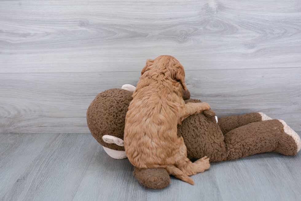 Popular Mini Goldendoodle Poodle Mix Pup