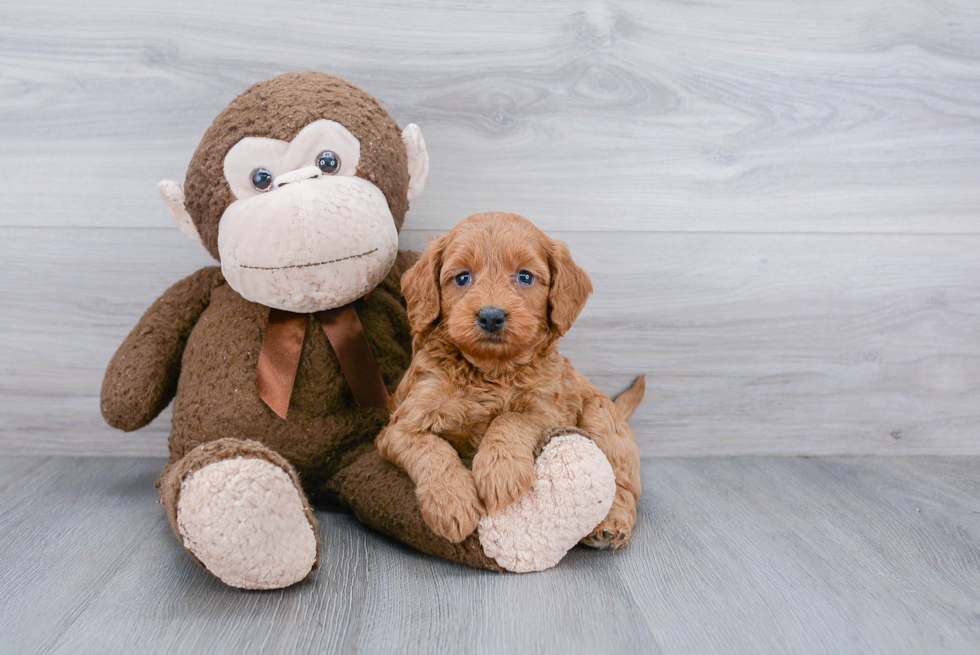 Funny Mini Goldendoodle Poodle Mix Pup