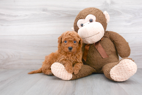 Mini Goldendoodle Pup Being Cute