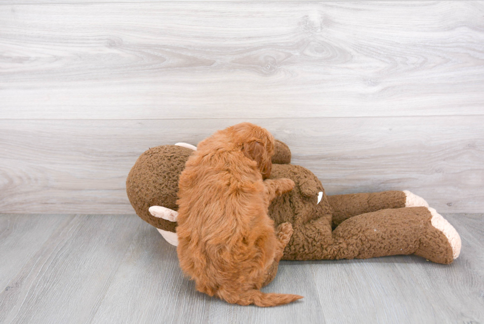 Adorable Golden Retriever Poodle Mix Puppy