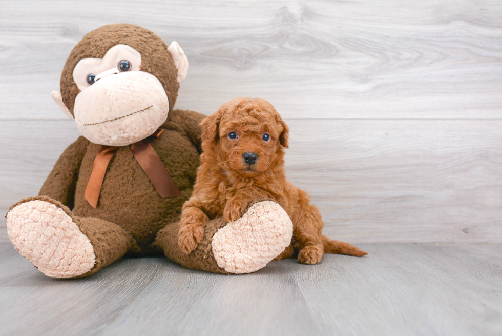 Little Golden Retriever Poodle Mix Puppy