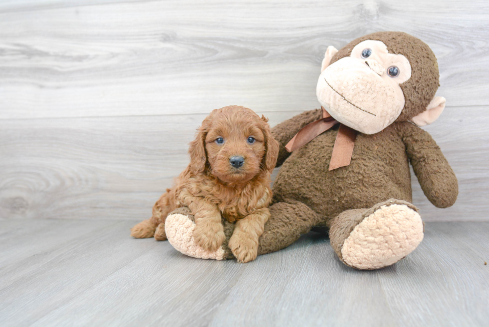 Best Mini Goldendoodle Baby