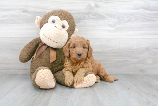 Mini Goldendoodle Puppy for Adoption