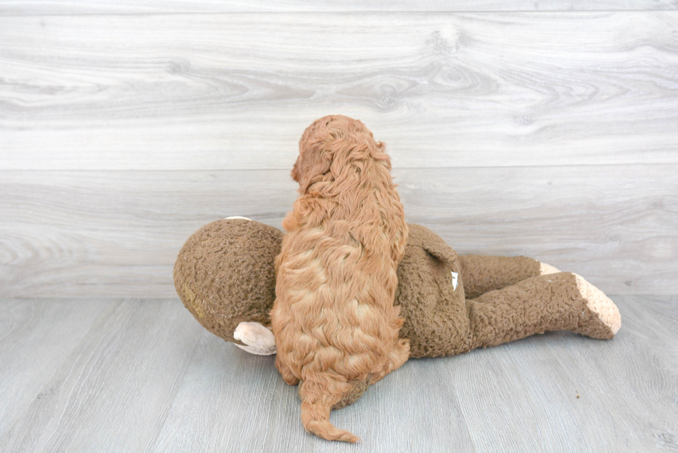 Mini Goldendoodle Pup Being Cute