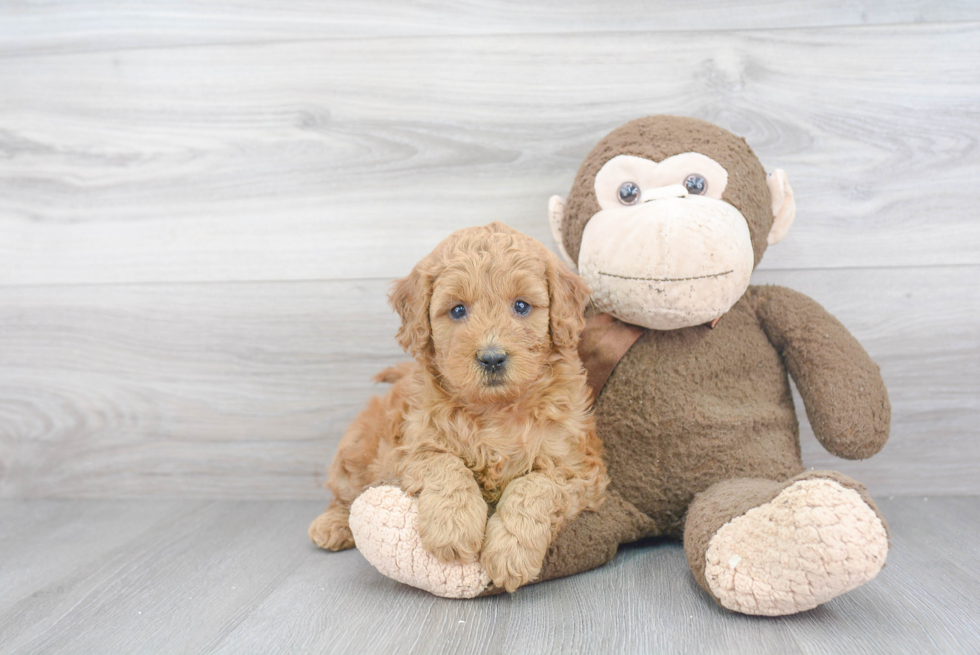 Funny Mini Goldendoodle Poodle Mix Pup