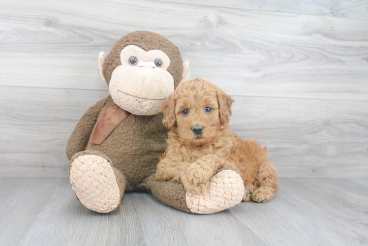 Cute Mini Goldendoodle Baby