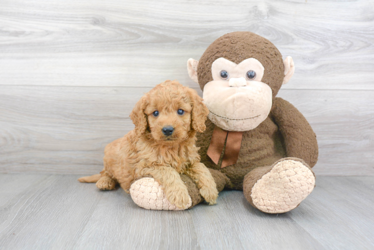 Popular Mini Goldendoodle Poodle Mix Pup