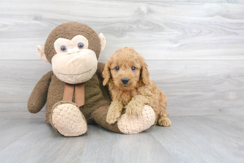 Mini Goldendoodle Puppy for Adoption