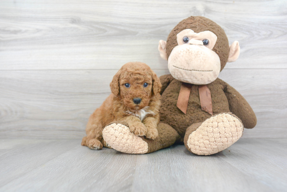 Fluffy Mini Goldendoodle Poodle Mix Pup