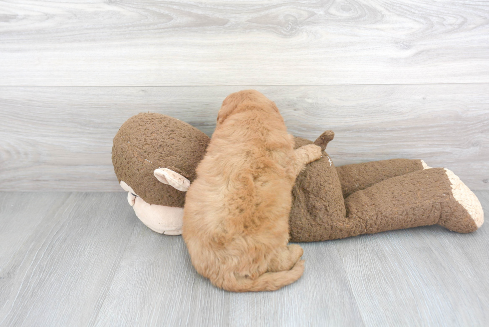 Fluffy Mini Goldendoodle Poodle Mix Pup