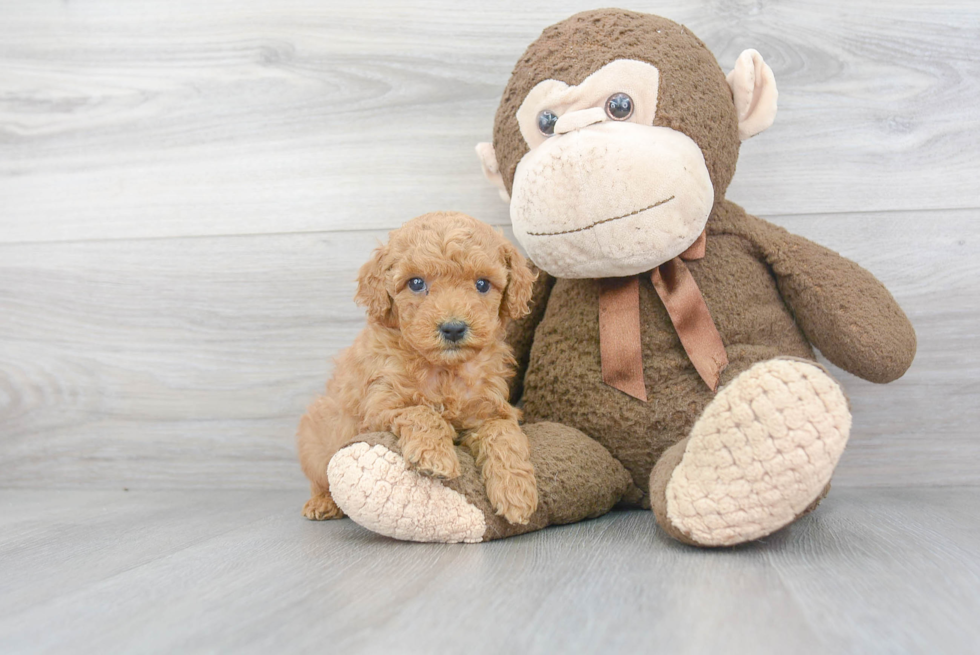 Mini Goldendoodle Pup Being Cute