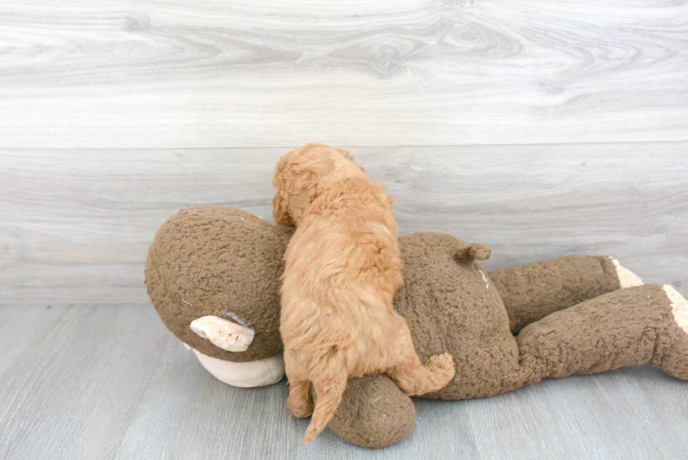 Small Mini Goldendoodle Baby