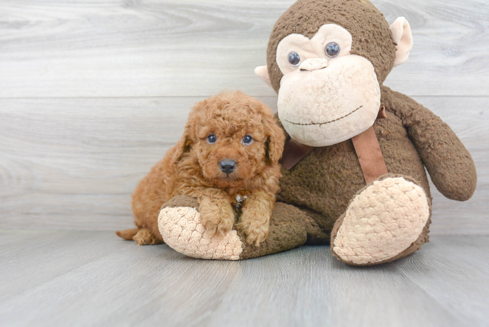 Playful Golden Retriever Poodle Mix Puppy