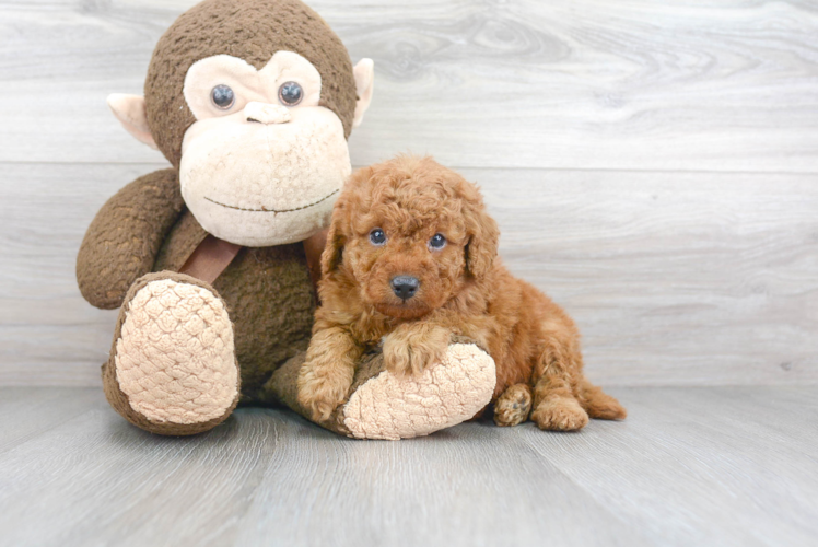 Best Mini Goldendoodle Baby