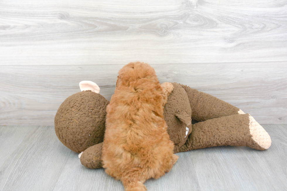 Best Mini Goldendoodle Baby