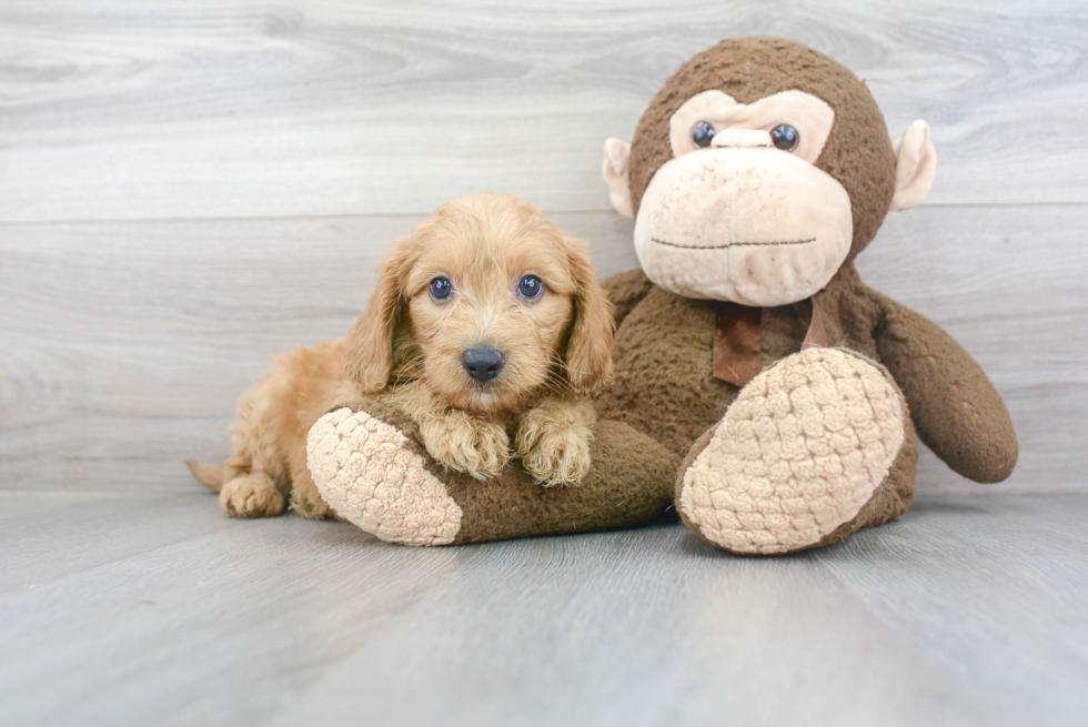 Fluffy Mini Goldendoodle Poodle Mix Pup