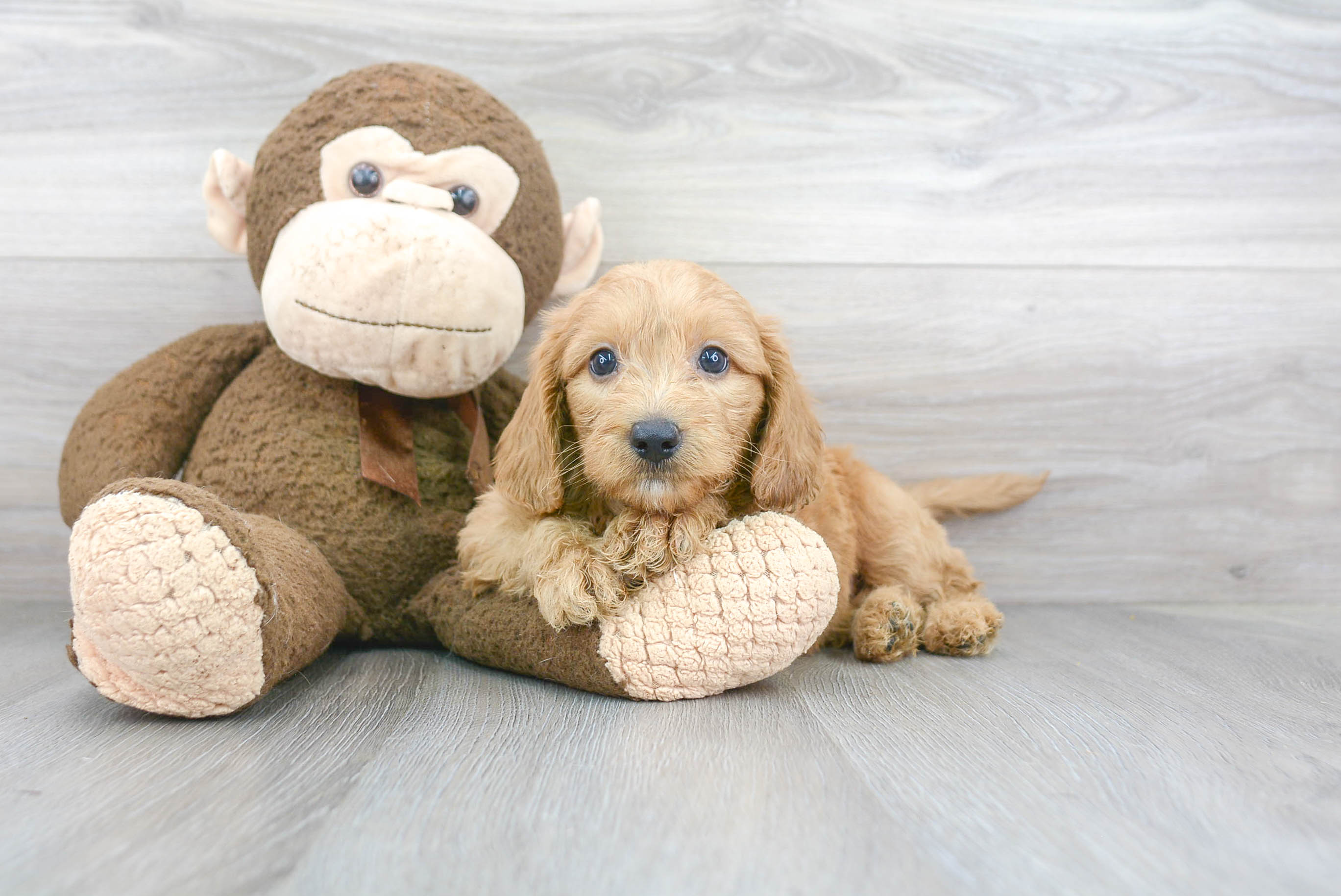 Fluffy Mini Goldendoodle Poodle Mix Pup
