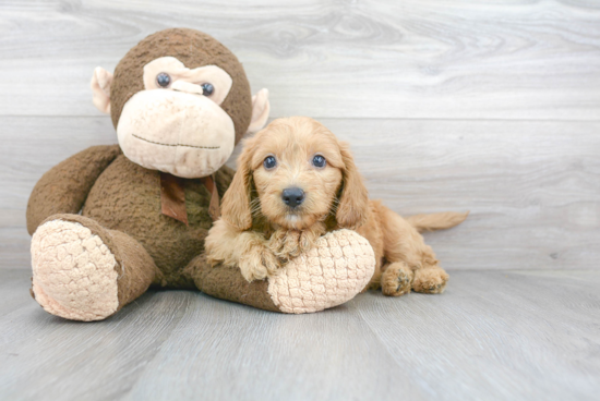 Fluffy Mini Goldendoodle Poodle Mix Pup