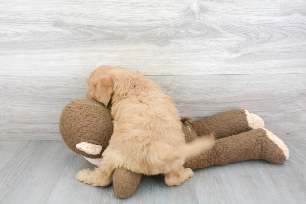 Mini Goldendoodle Pup Being Cute