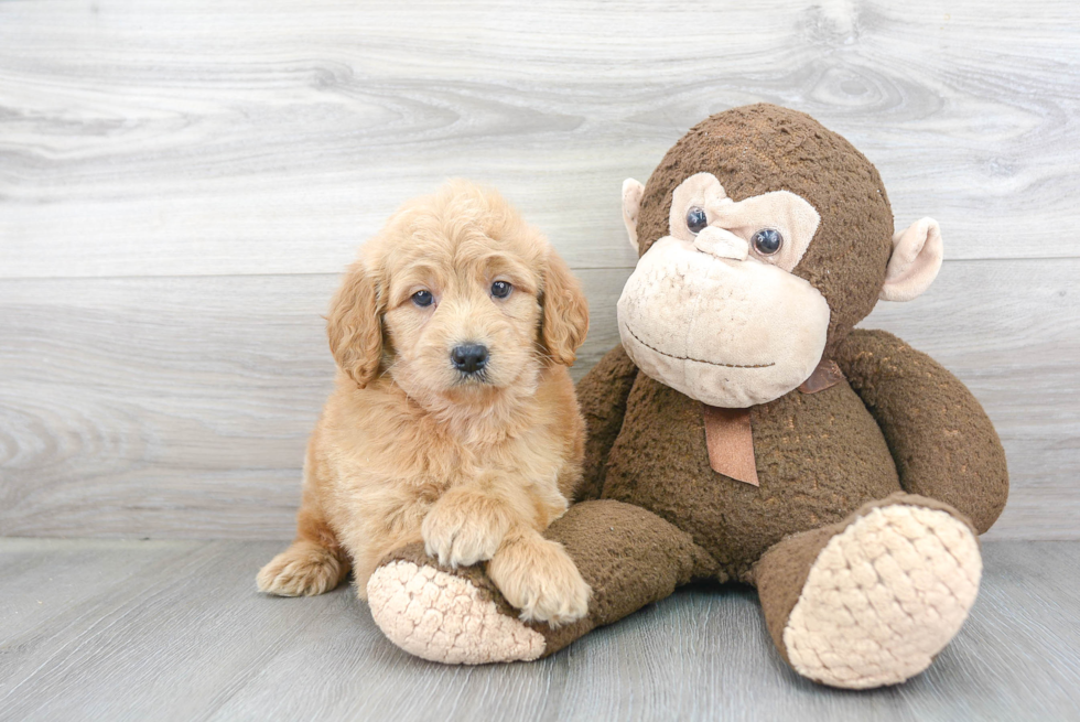 Adorable Golden Retriever Poodle Mix Puppy