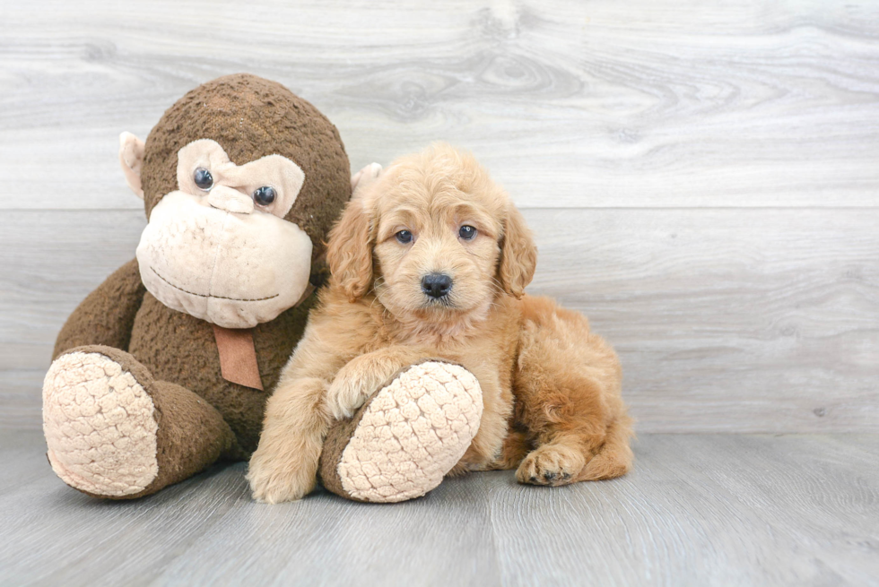 Funny Mini Goldendoodle Poodle Mix Pup