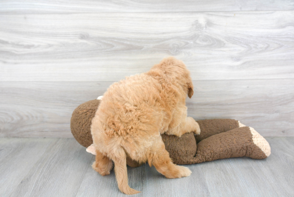 Mini Goldendoodle Pup Being Cute