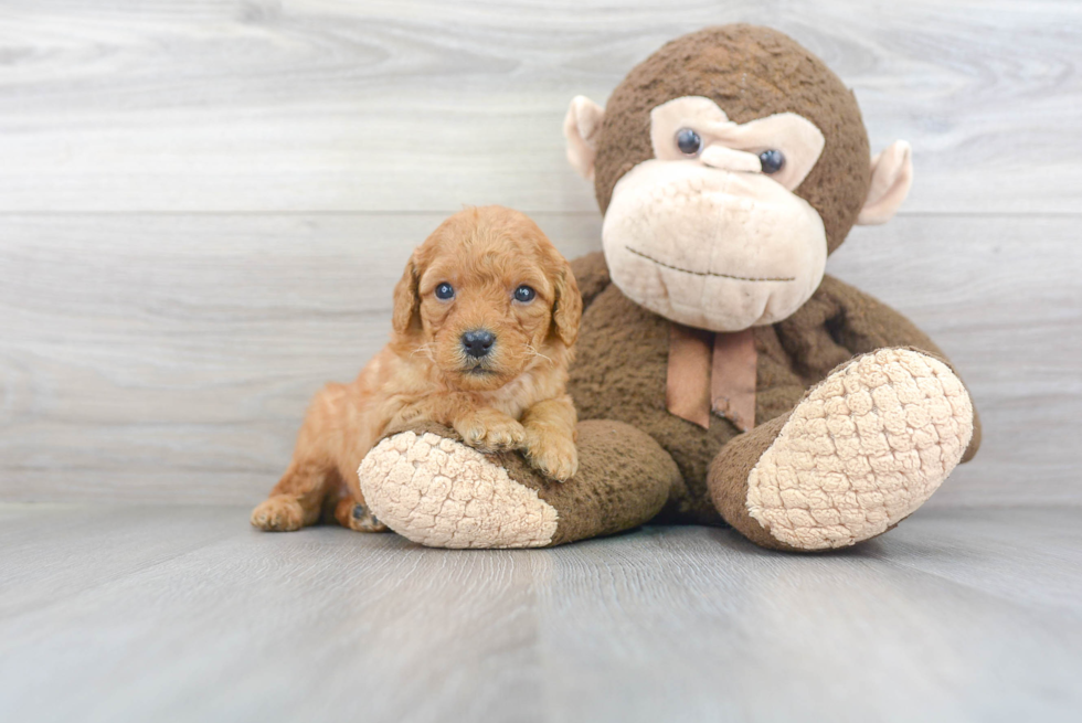 Mini Goldendoodle Puppy for Adoption