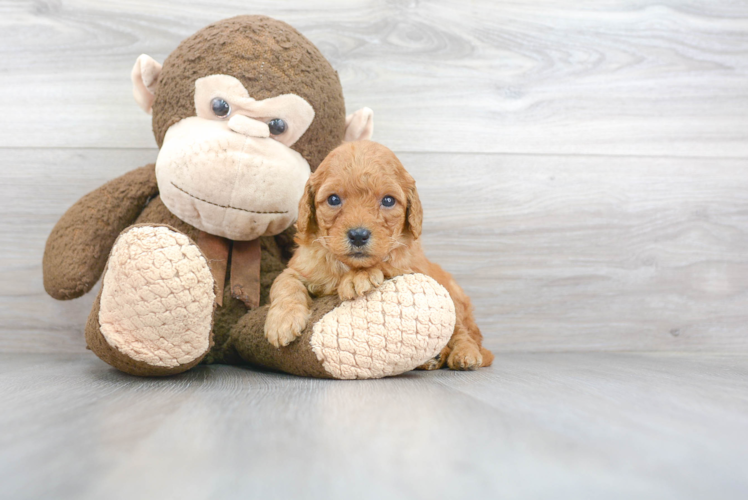 Mini Goldendoodle Pup Being Cute