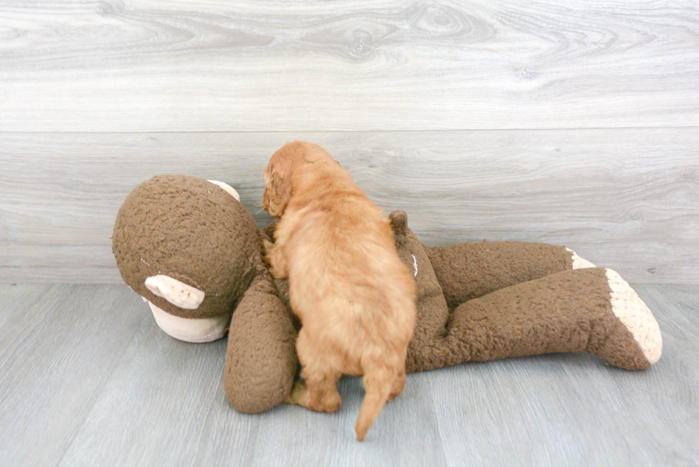 Little Golden Retriever Poodle Mix Puppy