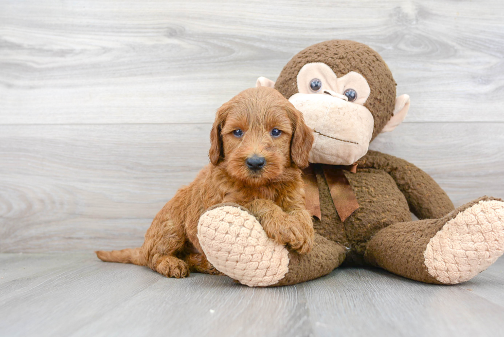 Hypoallergenic Golden Retriever Poodle Mix Puppy
