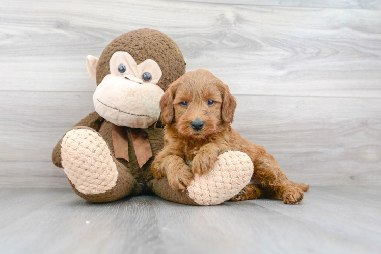 Mini Goldendoodle Puppy for Adoption