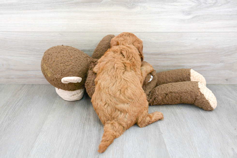 Small Mini Goldendoodle Baby