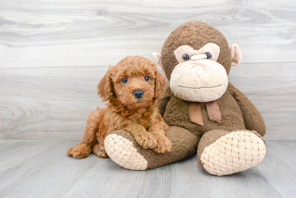 Best Mini Goldendoodle Baby