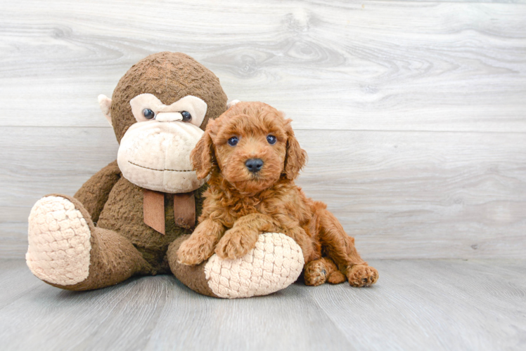 Best Mini Goldendoodle Baby