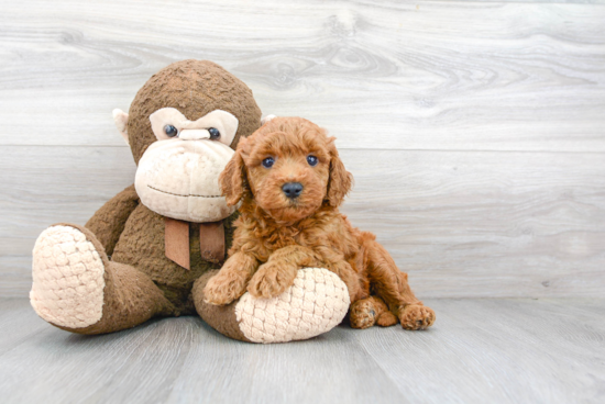 Best Mini Goldendoodle Baby