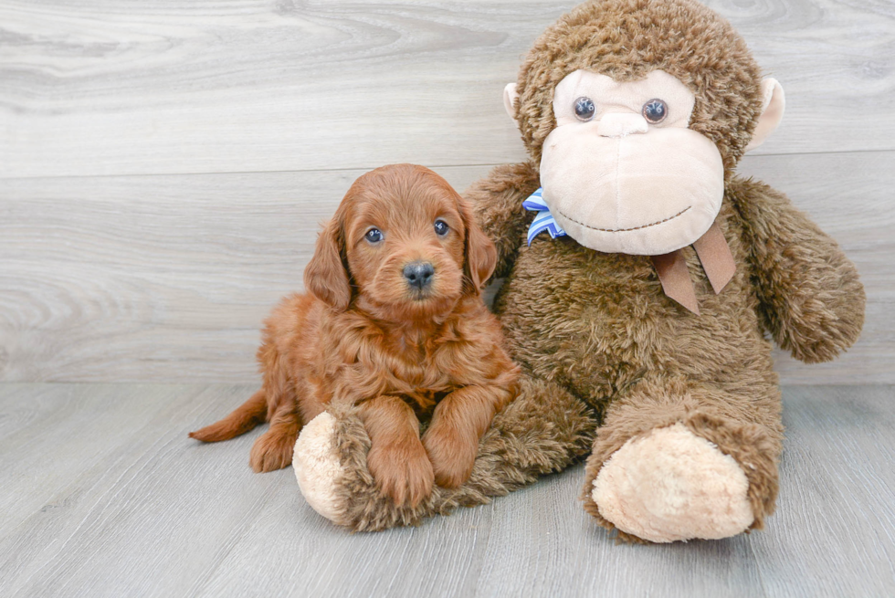 Best Mini Goldendoodle Baby