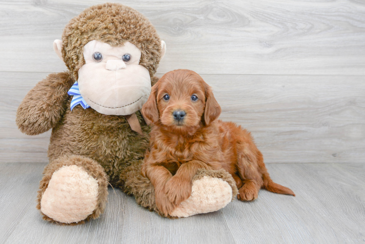 Cute Mini Goldendoodle Poodle Mix Pup