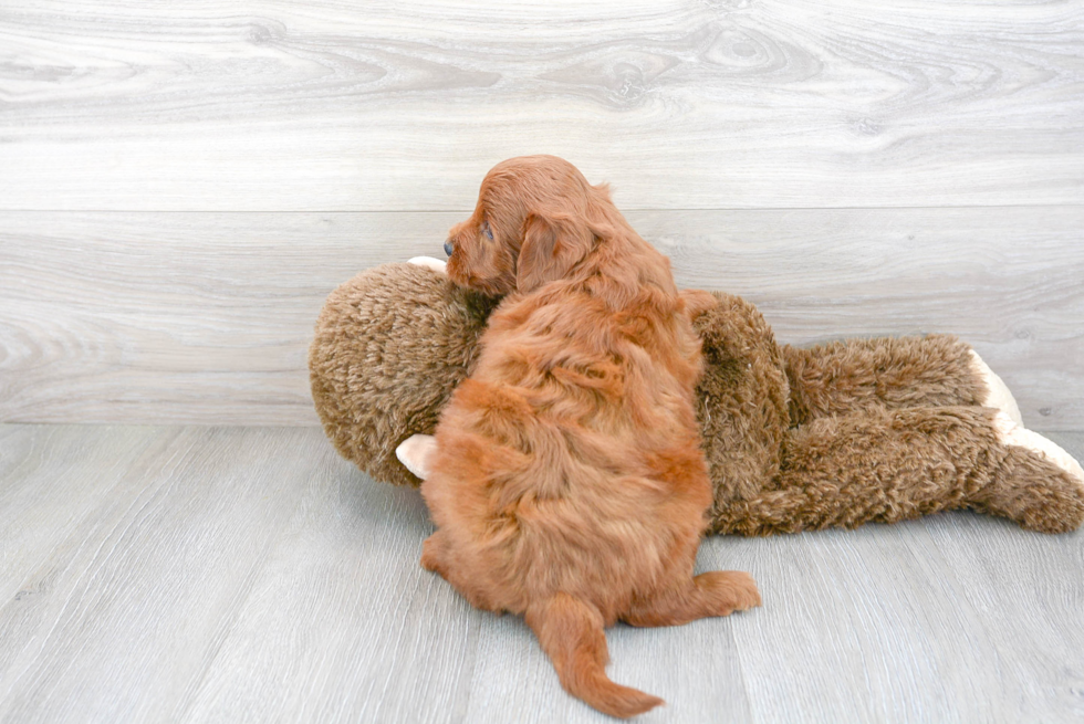 Mini Goldendoodle Pup Being Cute