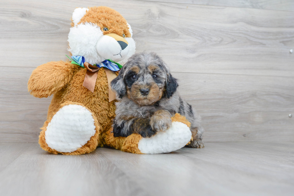 Hypoallergenic Golden Retriever Poodle Mix Puppy