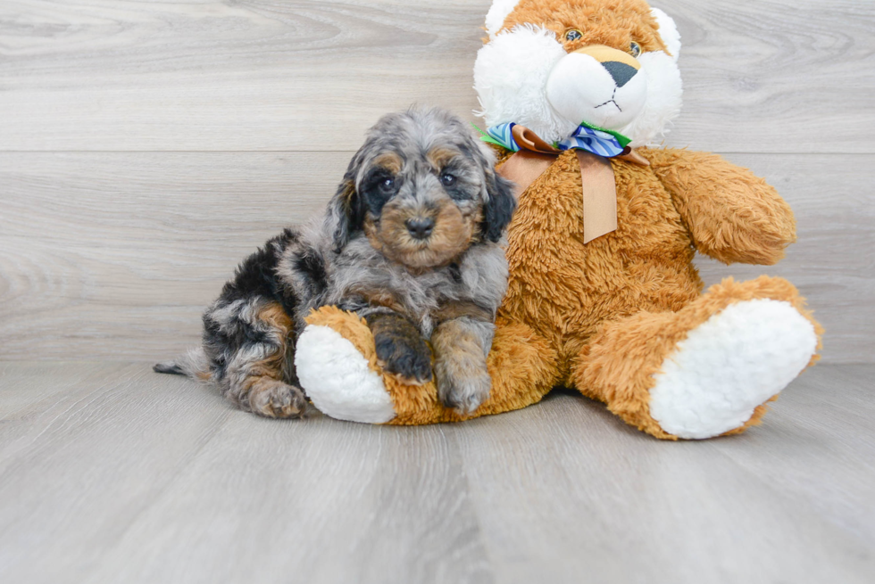 Best Mini Goldendoodle Baby