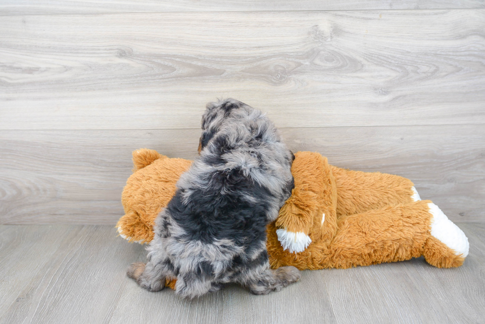 Cute Mini Goldendoodle Baby