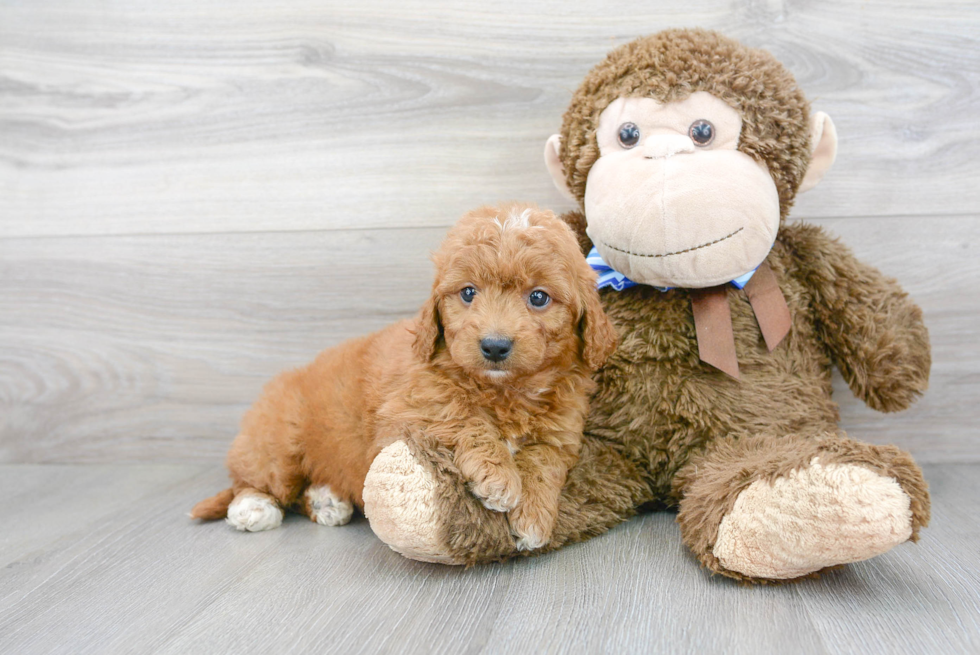 Mini Goldendoodle Puppy for Adoption