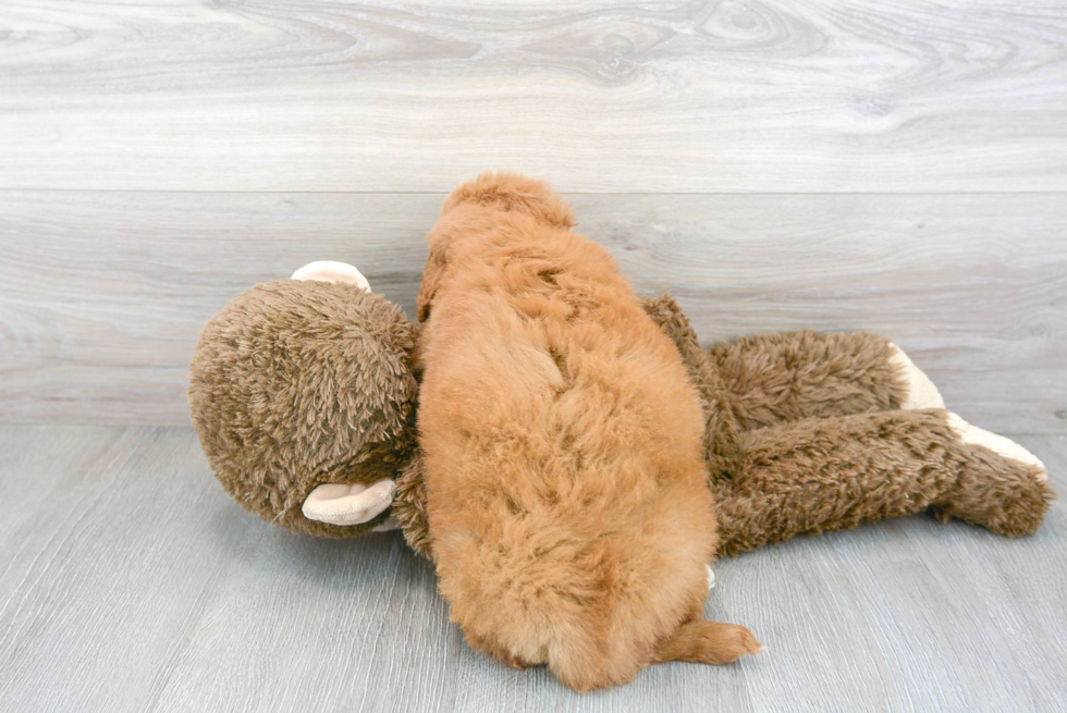 Energetic Golden Retriever Poodle Mix Puppy