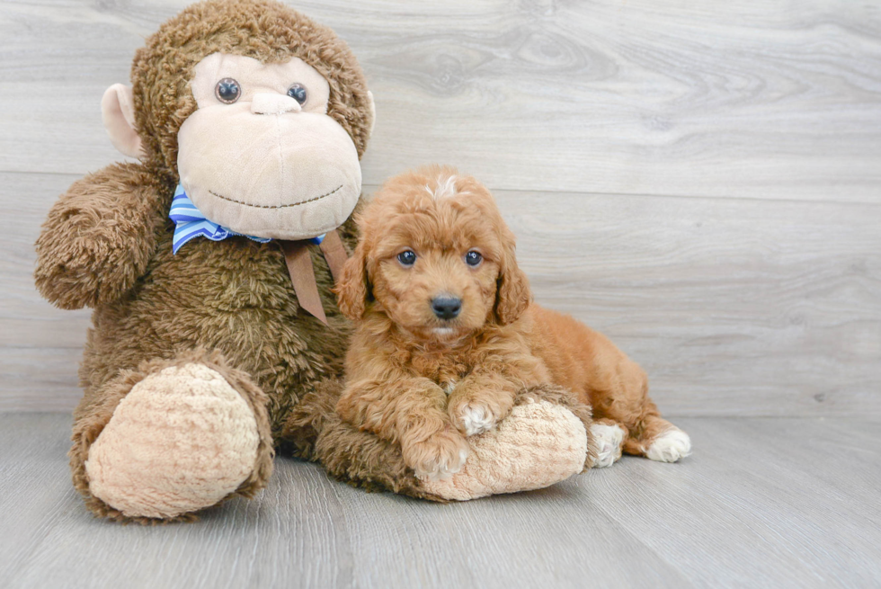 Mini Goldendoodle Pup Being Cute