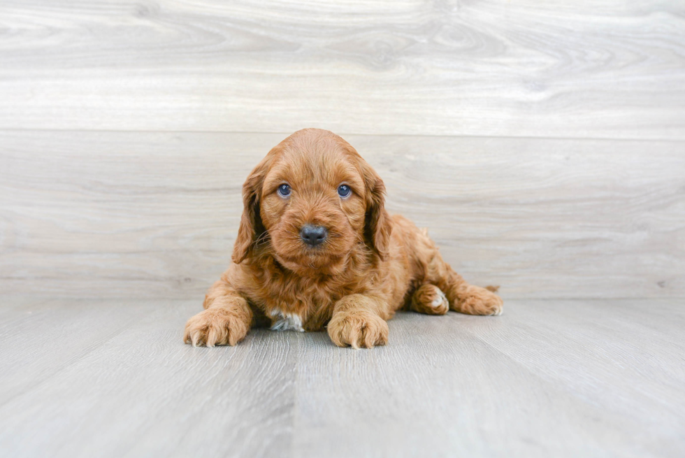 Mini Goldendoodle Pup Being Cute