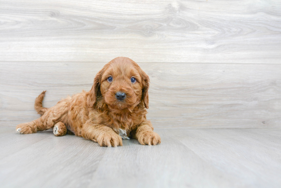 Mini Goldendoodle Pup Being Cute