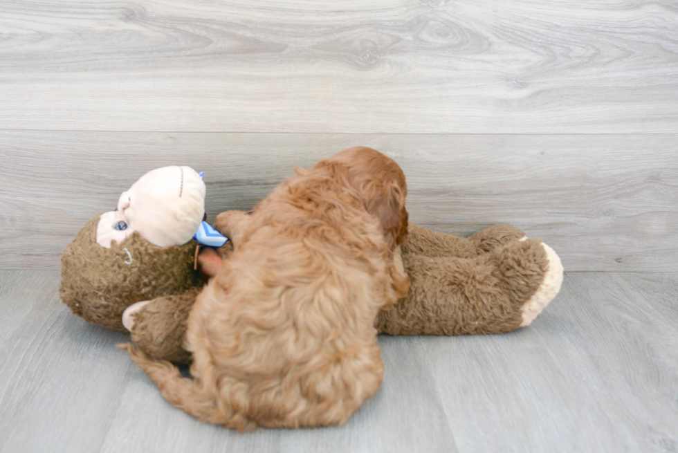 Mini Goldendoodle Puppy for Adoption