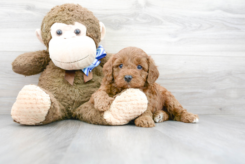 Mini Goldendoodle Pup Being Cute