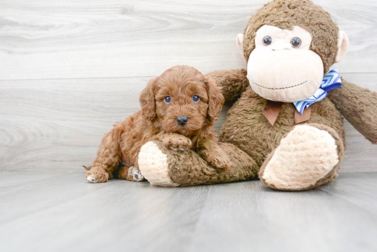 Popular Mini Goldendoodle Poodle Mix Pup