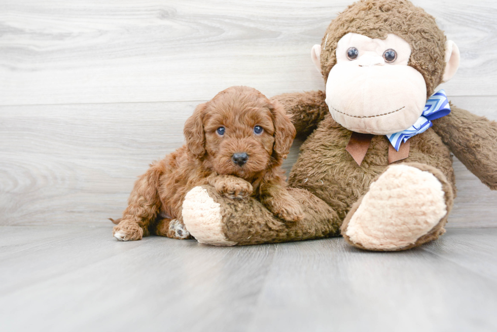 Popular Mini Goldendoodle Poodle Mix Pup